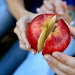 An apple sliced in half